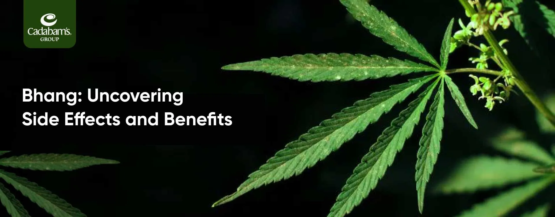 What is Bhang? Benefits and Side Effects