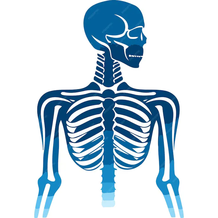Benefits of Taking the X-Ray Scan